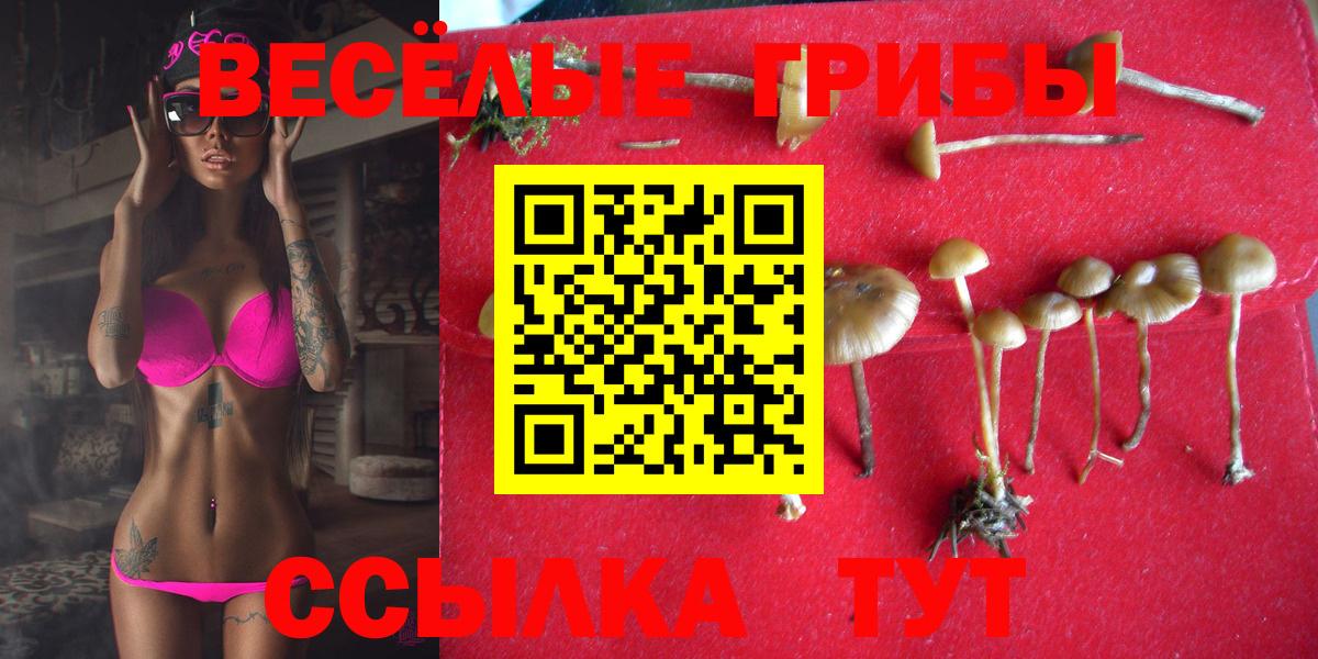 Псилоцибиновые грибы GOLDEN TEACHER  Галлюциногенные грибы MAGIC MUSHROOMS  Алейск  Вход с VPN 